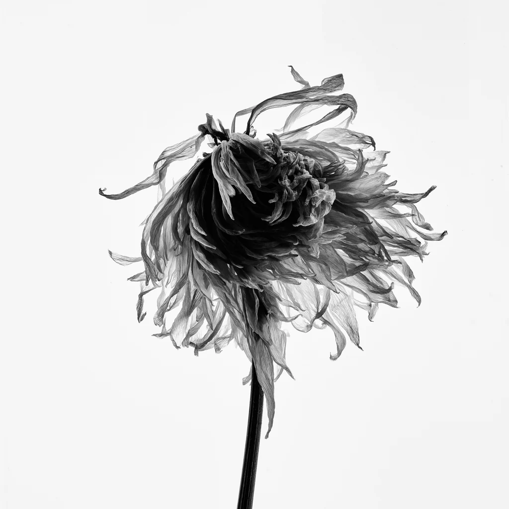A single fading bloom, artful still-life
