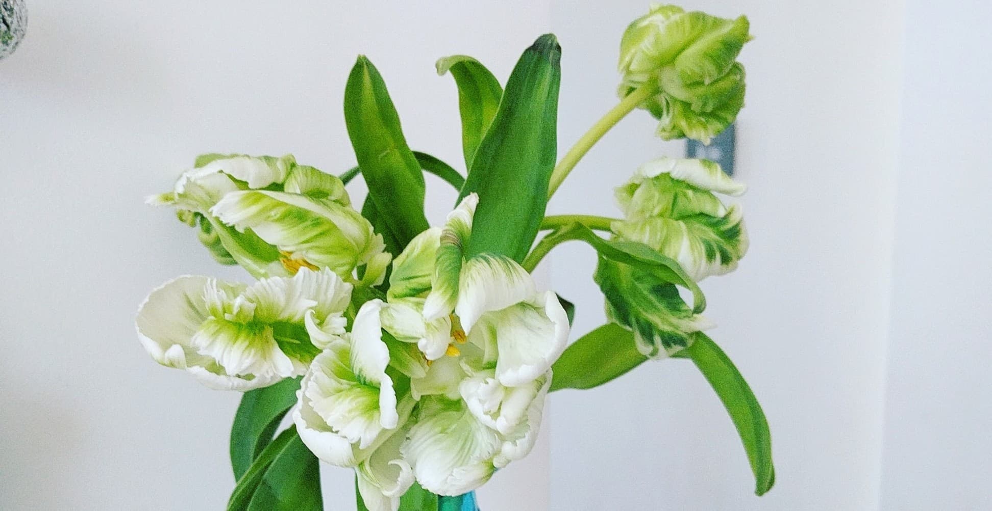 Stems Collective hero